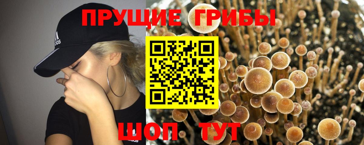 Галлюциногенные грибы мицелий  Вход с VPN  Псилоцибиновые грибы Psilocybine cubensis  Ахтубинск 